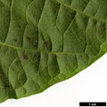 SpeciesSub: var. tomentosum